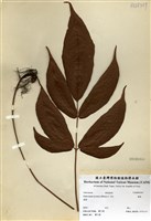 藏品(腸蕨)的圖片